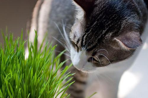 浅析猫毛球 呕吐 知乎