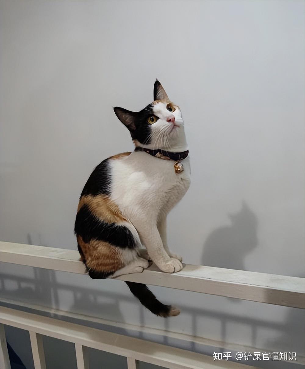 “猫界美人”三花猫,有这么多优点,而且还会招财? - 知乎