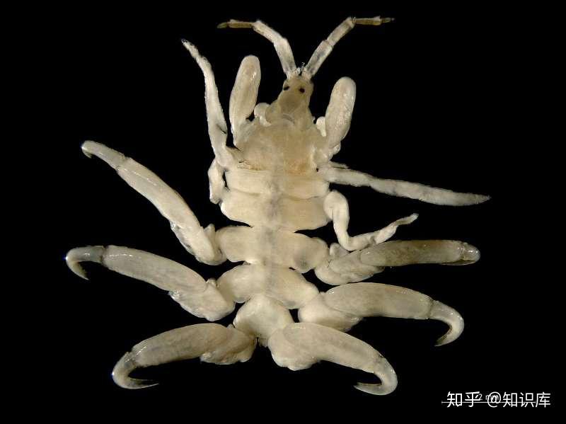 知乎知识库鲸虱