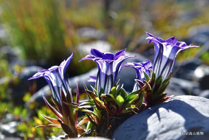 秋季的高山龙胆