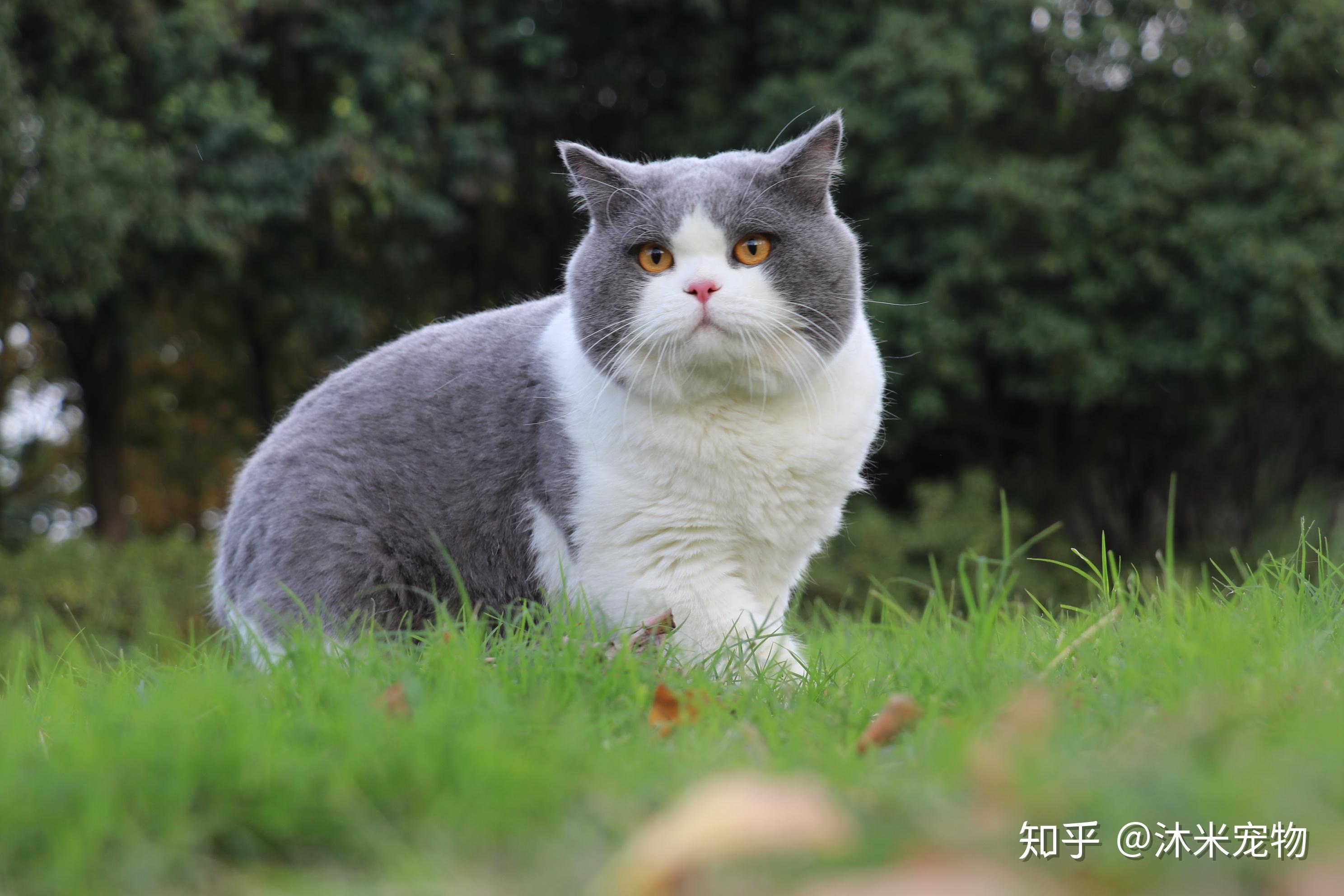 4800买的英短蓝白现在长成土猫啦它到底是土猫还是尴尬期啊