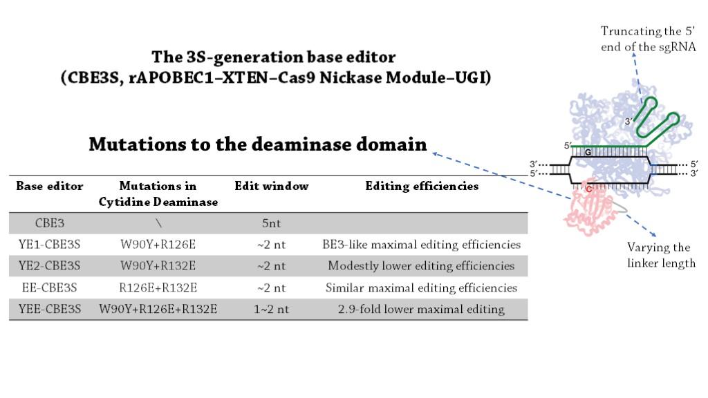 cbe(cytidine base editing): c·g碱基对转变为t·a碱基对