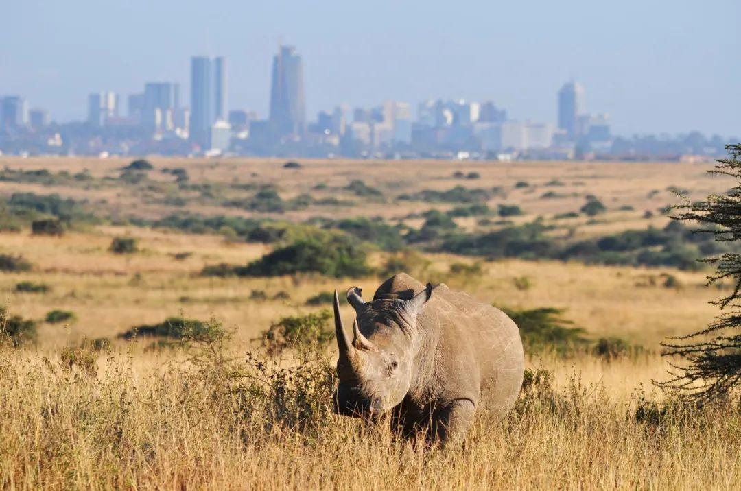 see the big five on safari