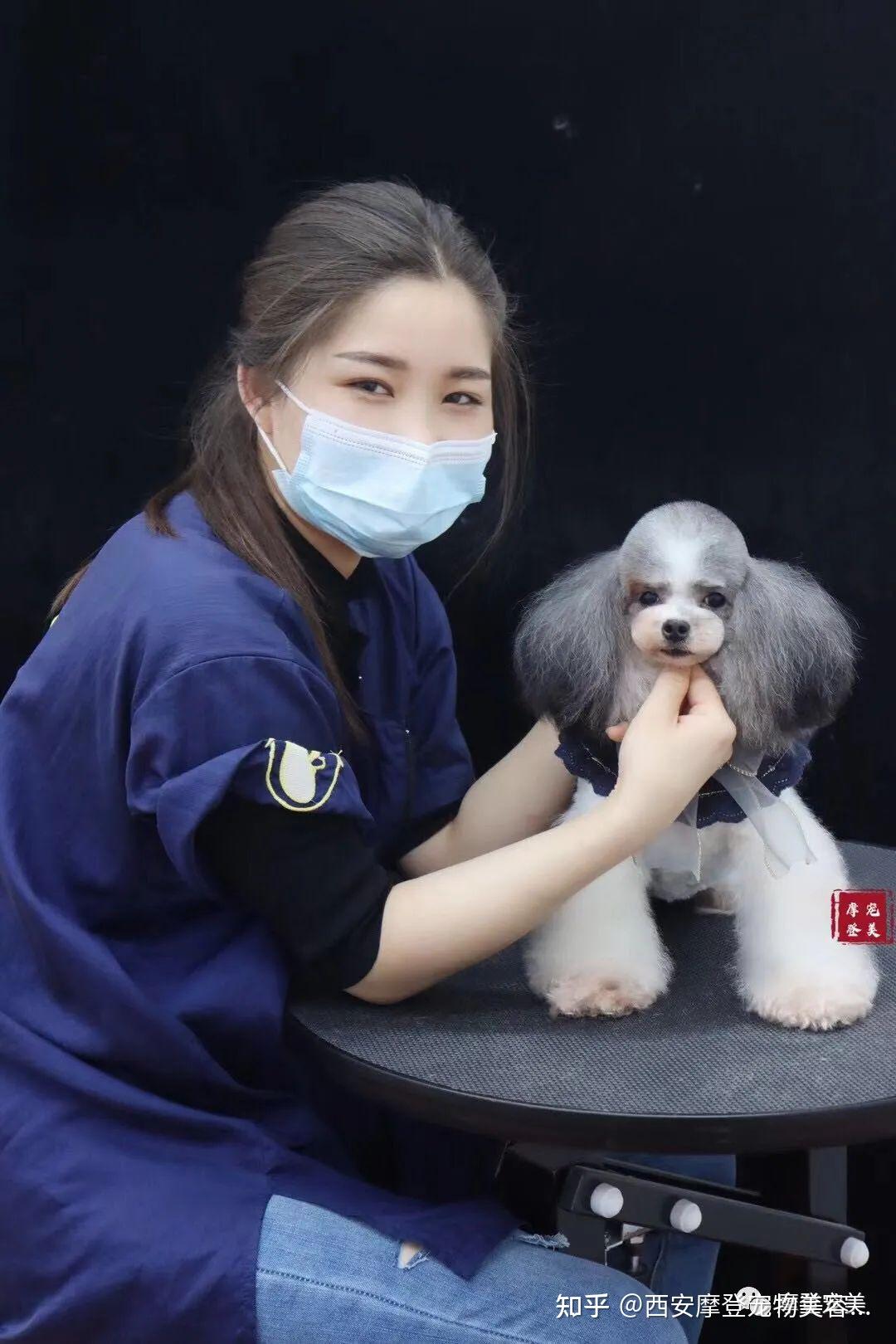 西安摩登国际宠物美容培训学校宠物美容师培训学校