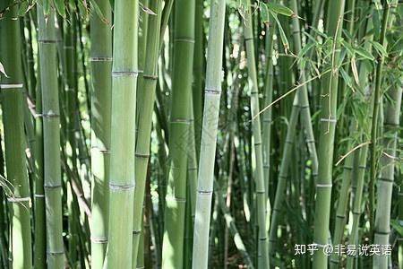 竹子生长的秘密:为什么慢,反而是快? - 知乎
