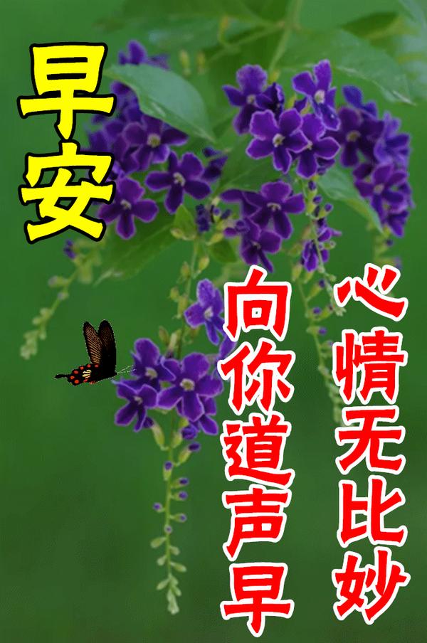 8张最新漂亮早上好图片鲜花带字带祝福语 2022最美春日早安问候祝福鲜花图片带字温馨