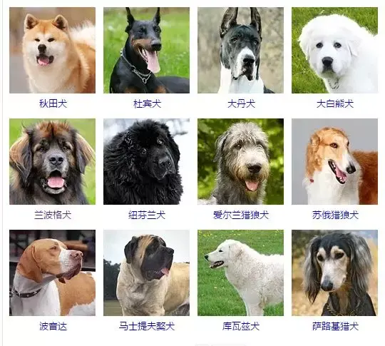 每日一宠:一篇文章让你了解狗的所有种类 - 知乎
