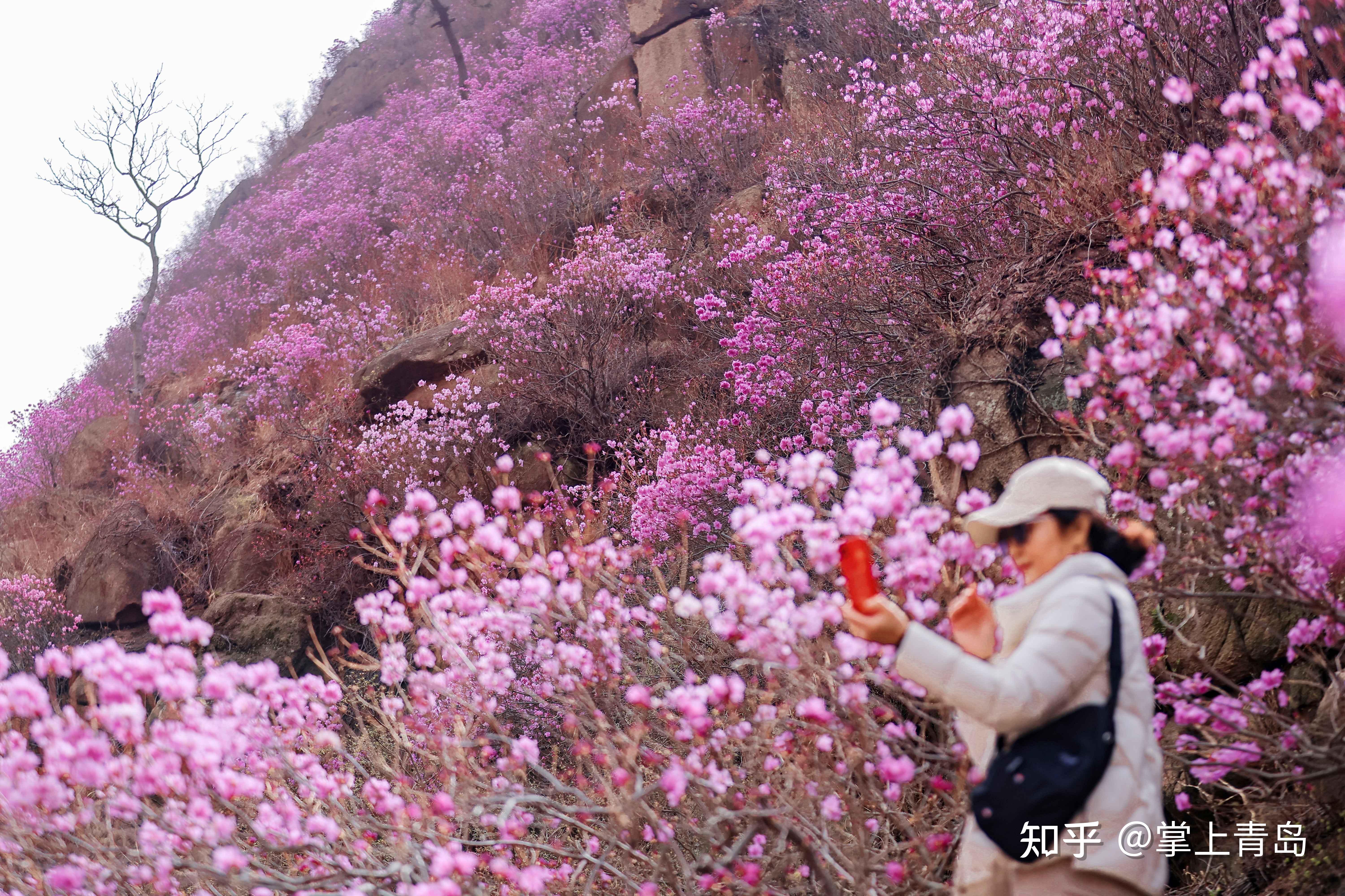 第十八届青岛大珠山杜鹃花会在青岛西海岸新区启幕 - 知乎