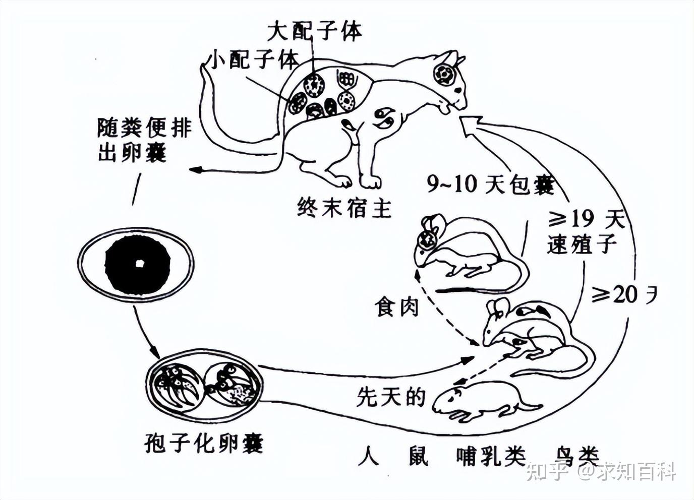 弓形虫的宿主们