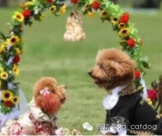 带狗的婚纱照_婚纱照风格