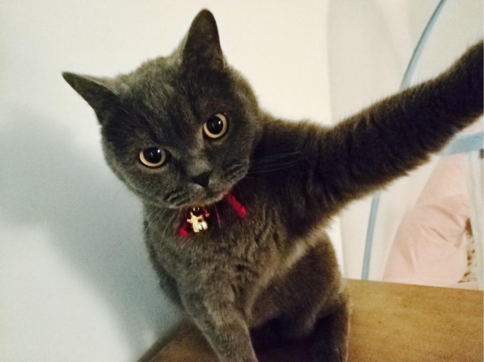 猫狗一起养是种怎样的体验?