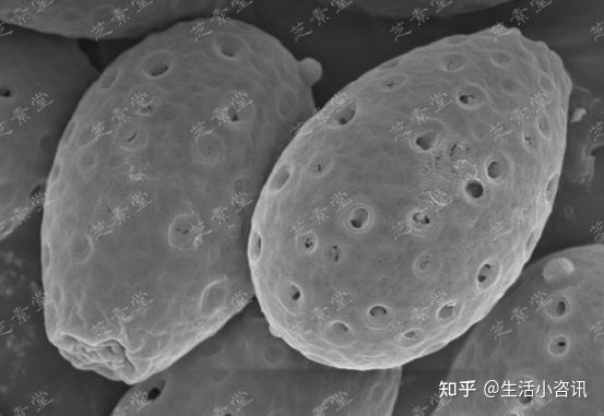 菌褶切片显微镜观察图片