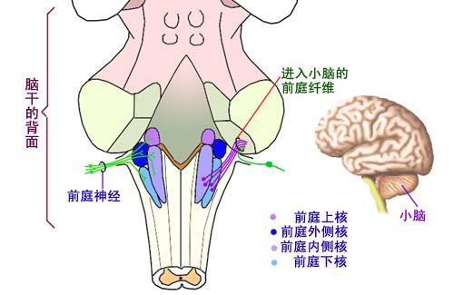 神奇的“第六感”——人体平衡机制研究 - 知乎
