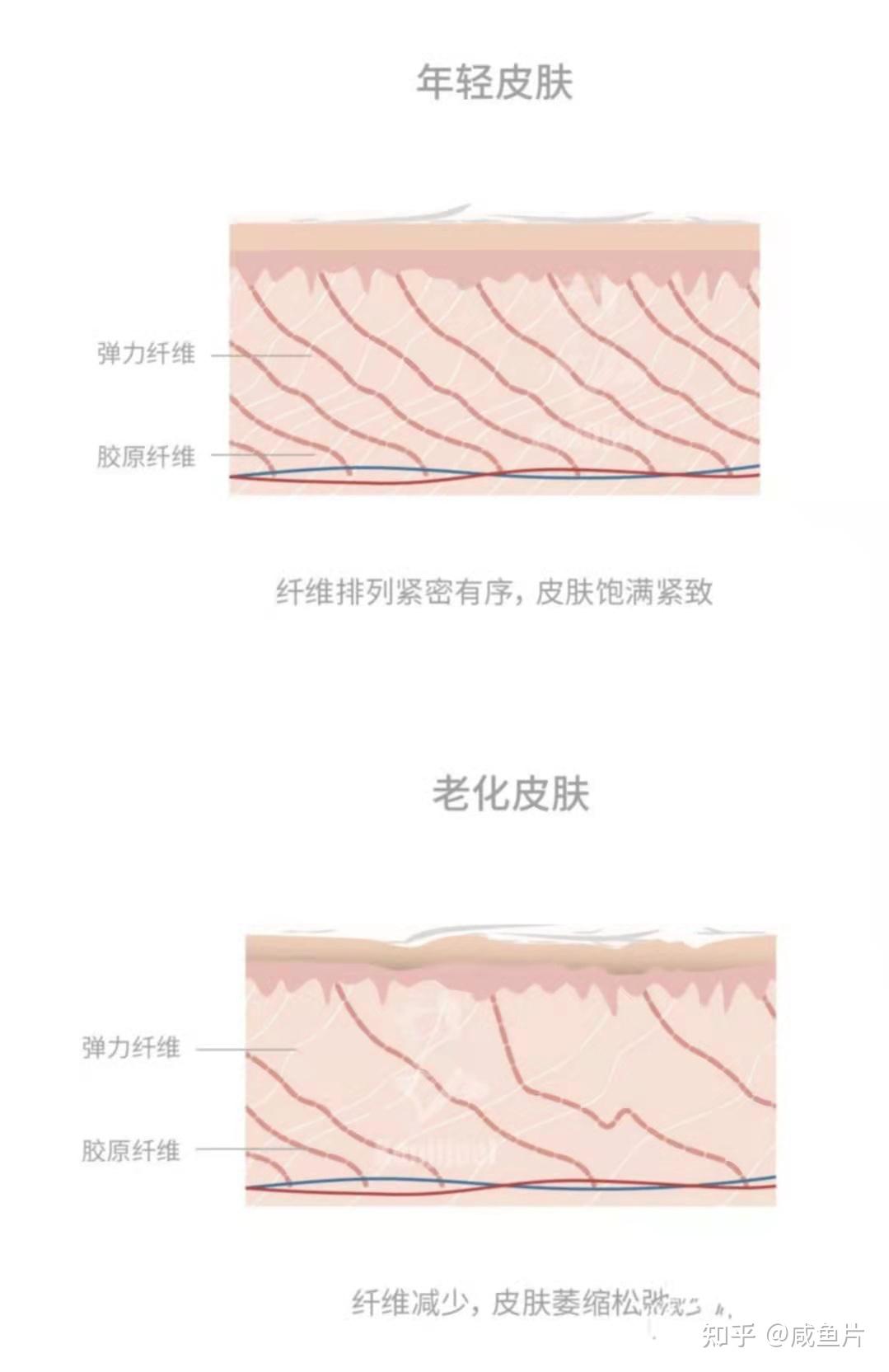 想要皮肤好好从了解皮肤开始