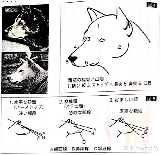 完成期的犬和现代的犬 知乎