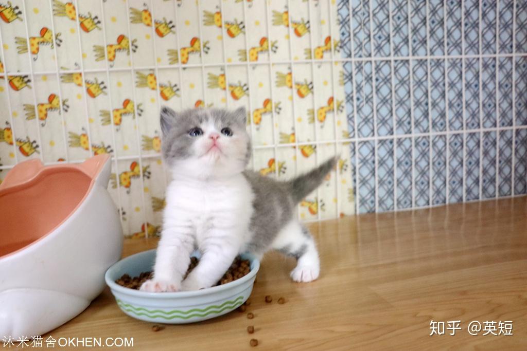 英短照片01松子x小冰冰一个月大英短蓝白配三花生小猫