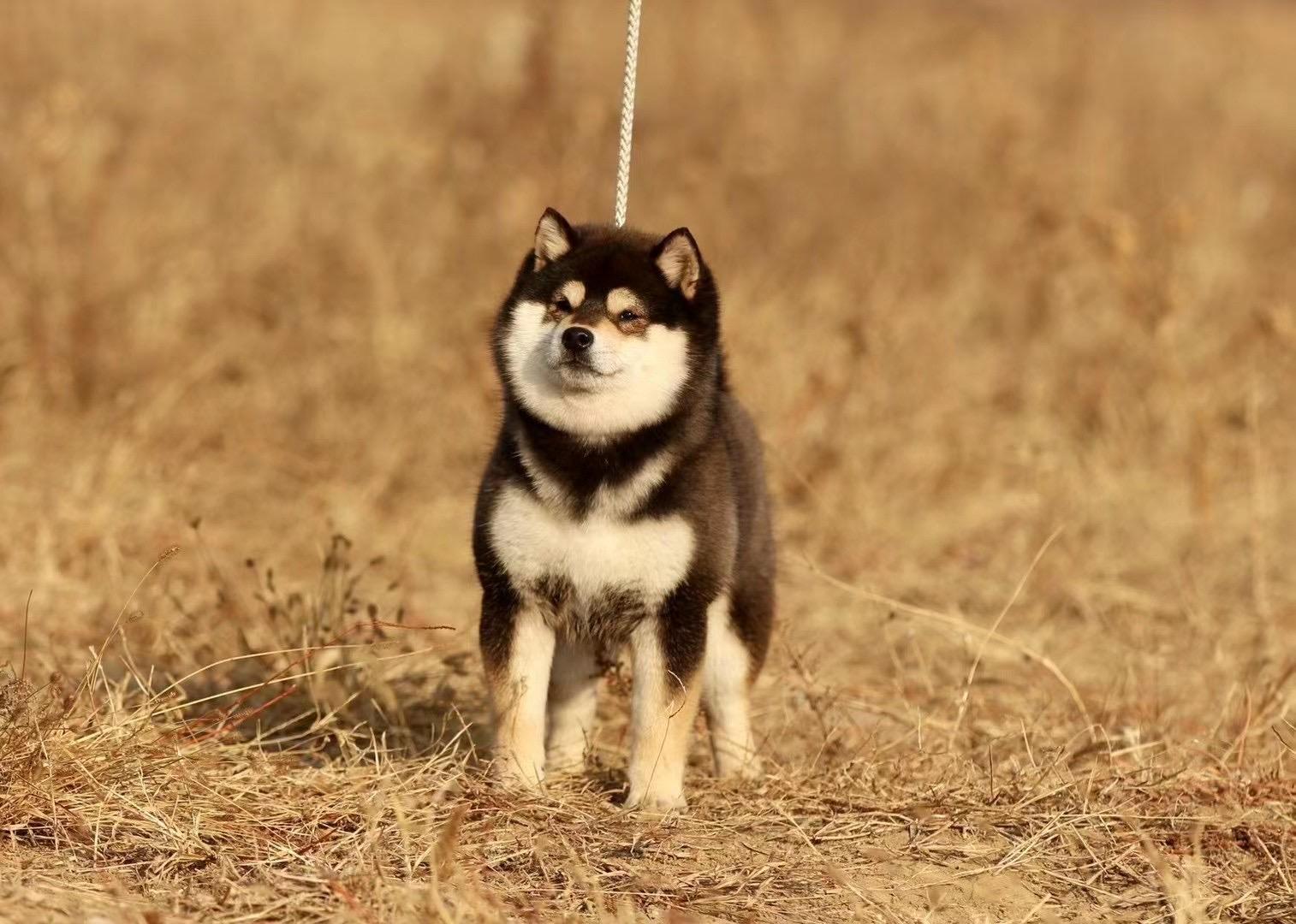 2021柴犬价格大盘点