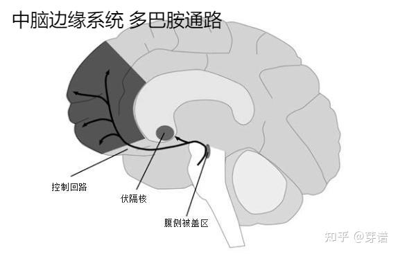 它是一条多巴胺能通路,也是一条大脑奖赏通路.