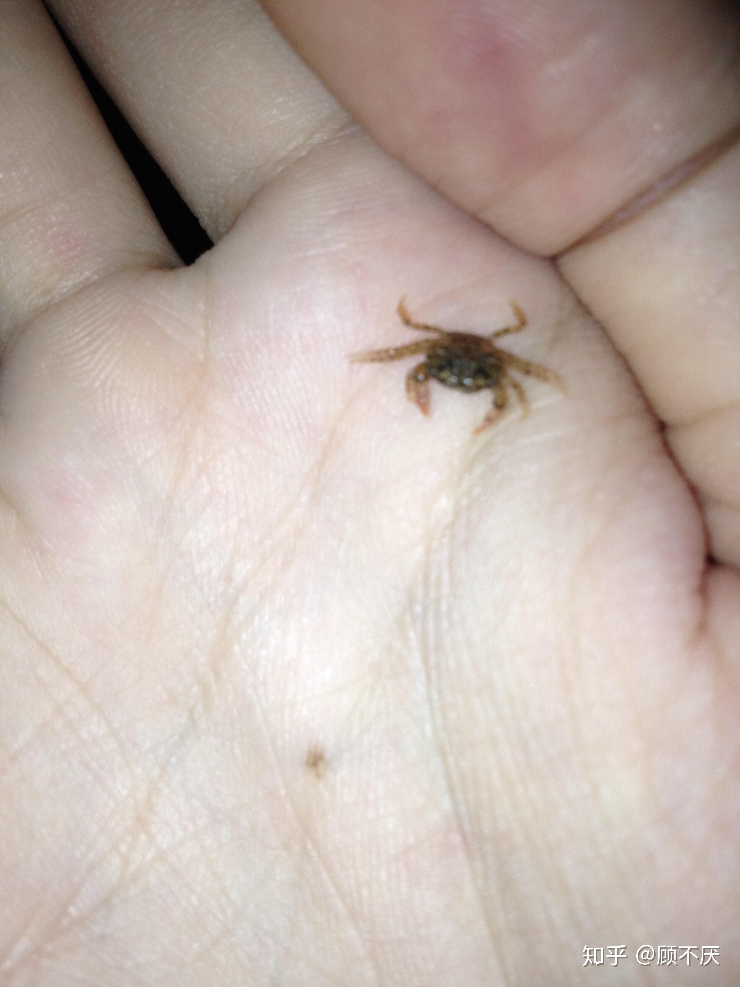 怎么养螃蟹宝宝 v2-f07bfde3537a2bdc8f84149308a98519_r.jpg