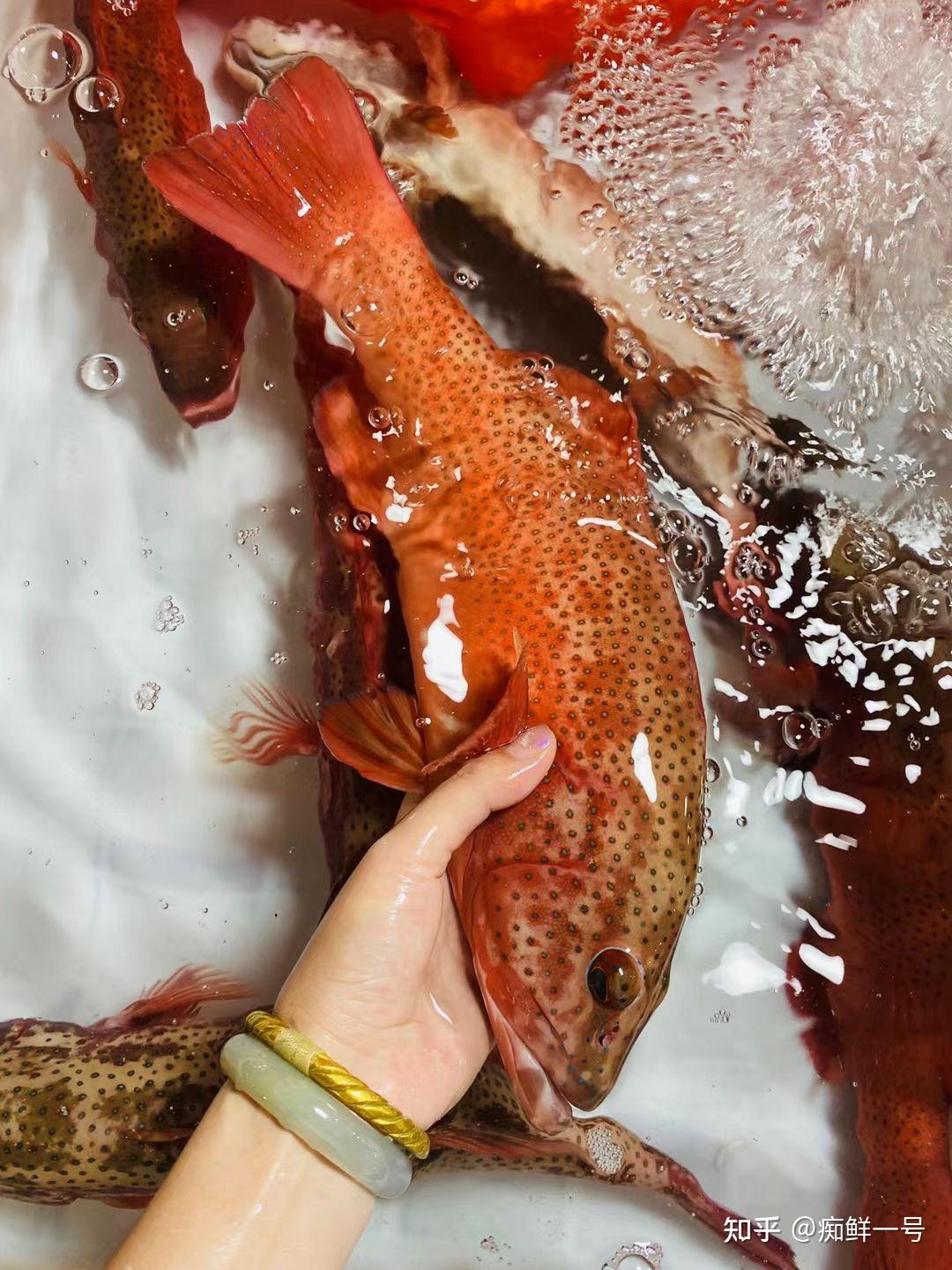 东星斑国宴高级鱼豪门硬菜东山岛海鲜