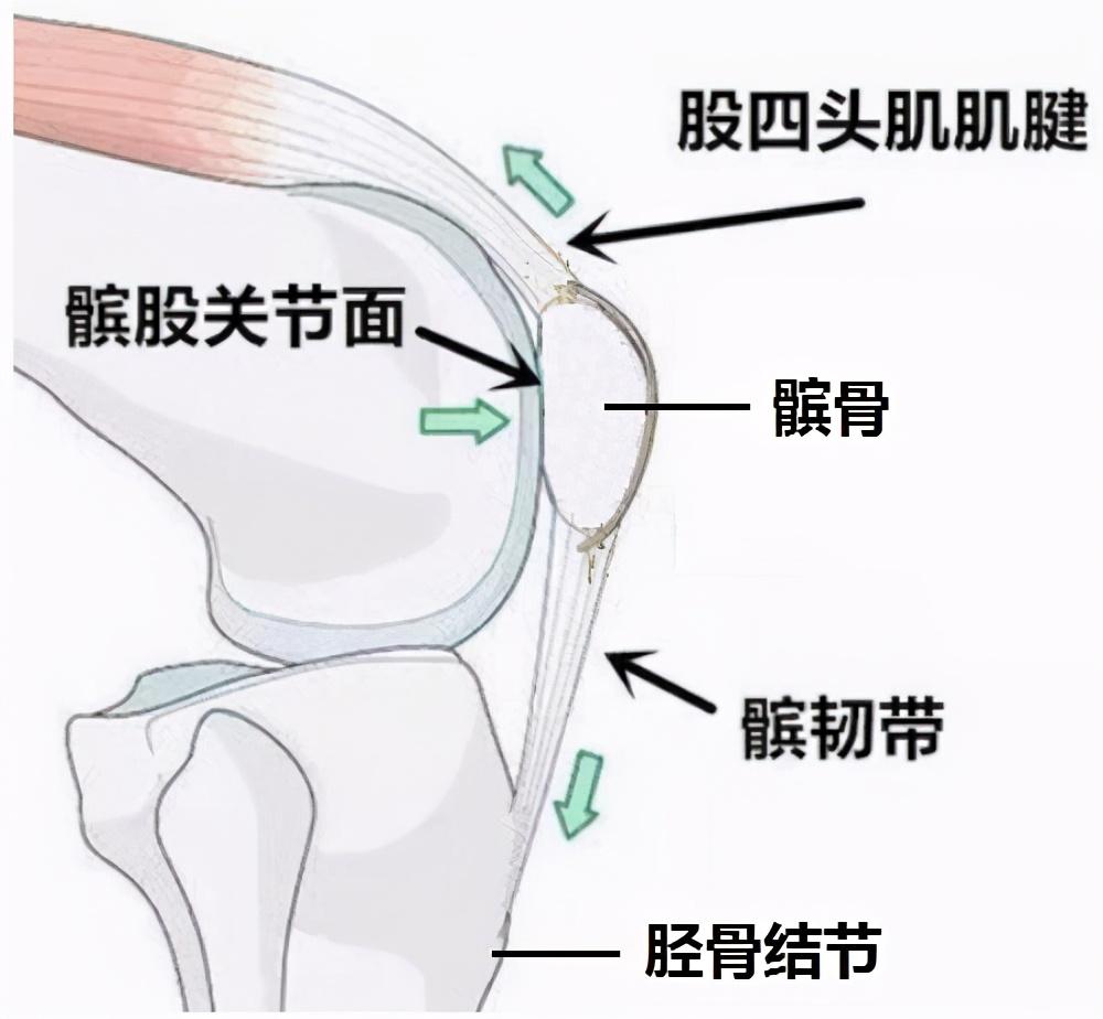 髌韧带位置图片