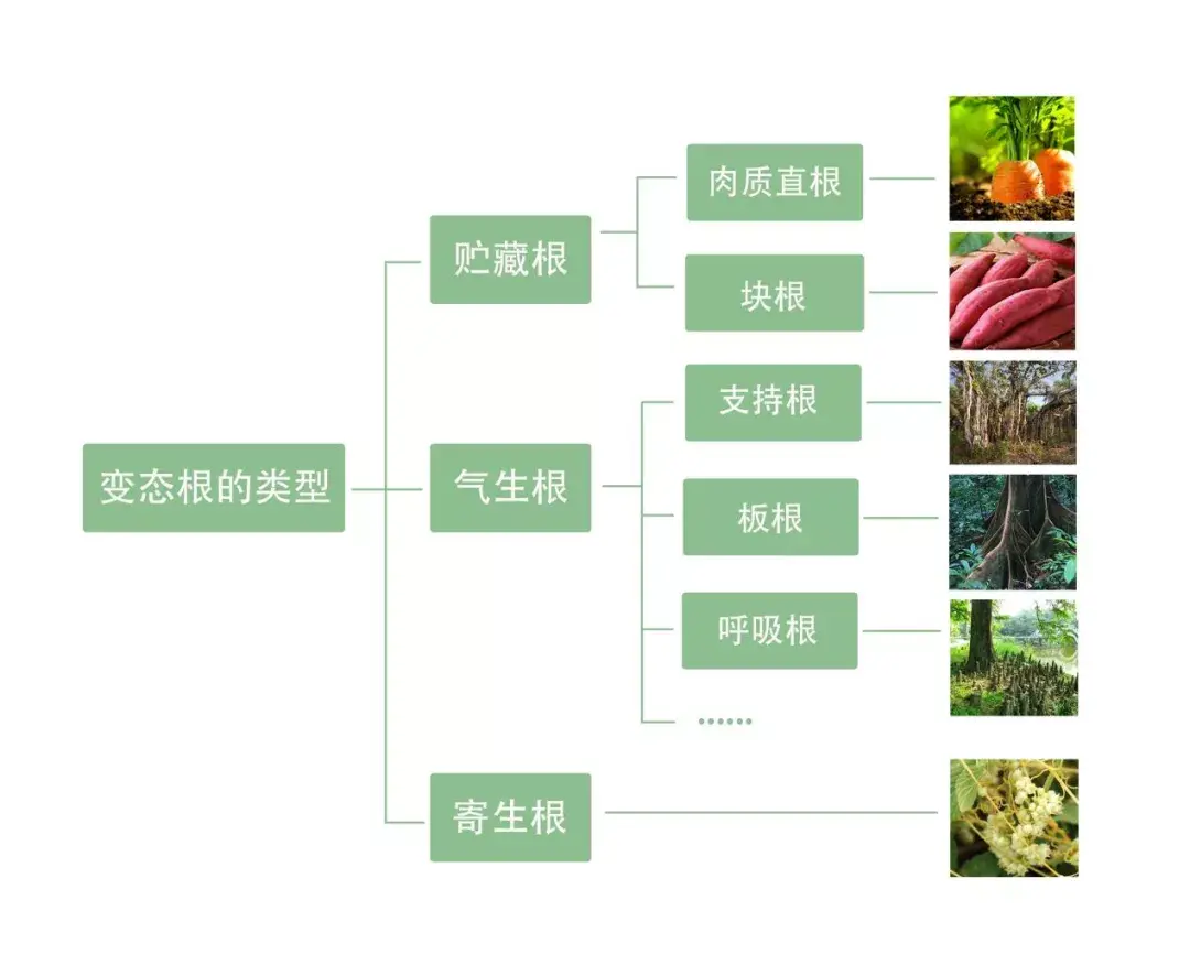 闻所未闻的板根智慧丨花颜鸟语 - 知乎