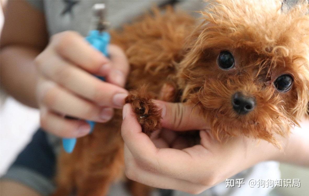 主人摸泰迪犬的爪子在它眼中原來有這些意思