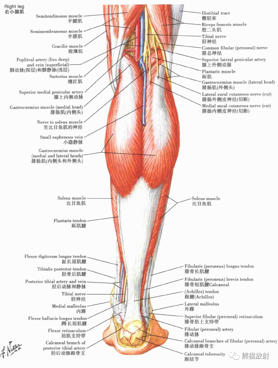 前面觀小腿:橫斷面和股筋膜鞘足骨跟骨踝部的韌帶與肌腱踝部的腱鞘