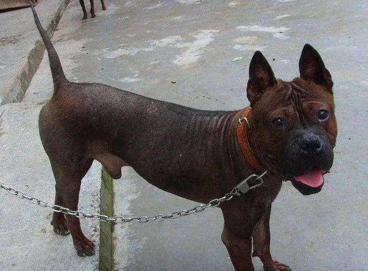 这39种中国土狗其实都是超酷的品种犬