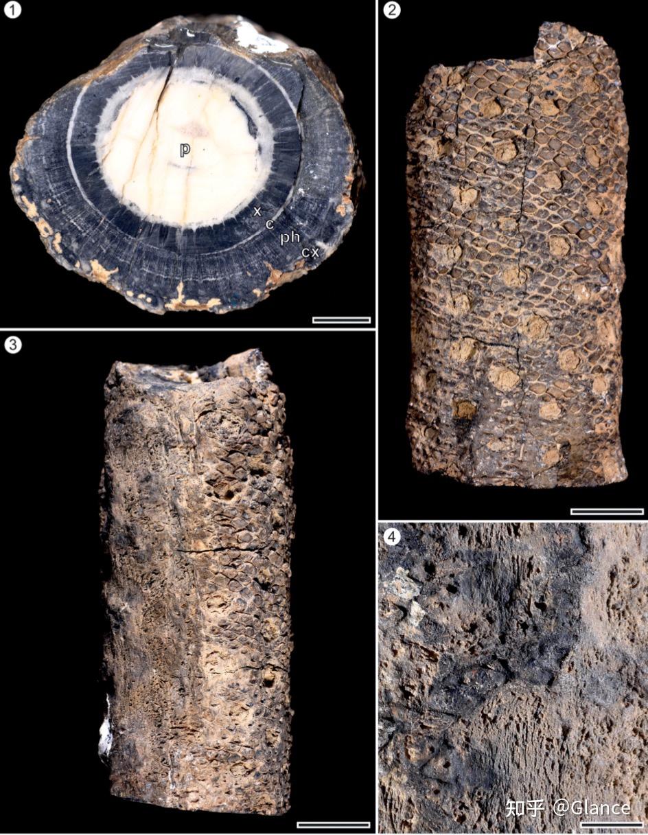 苏铁究竟是不是活化石呢