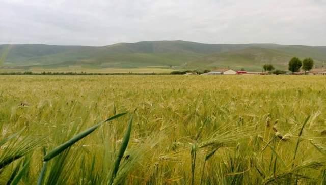 西藏著名的五大青稞产地 - 知乎