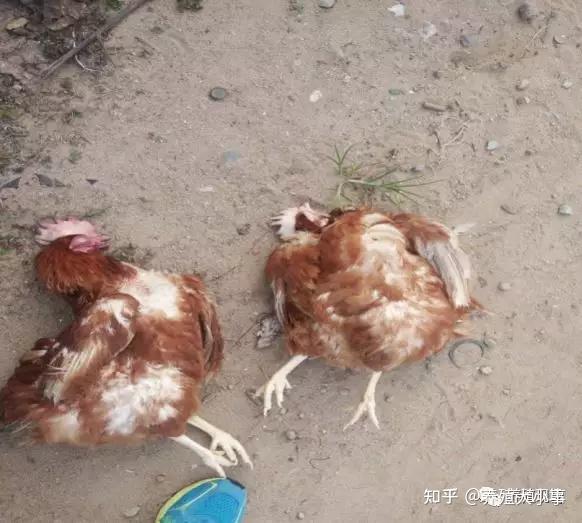 蛋鸡瘫痪、凌晨憋死鸡现象增多-需要从根源上解决! - 知乎