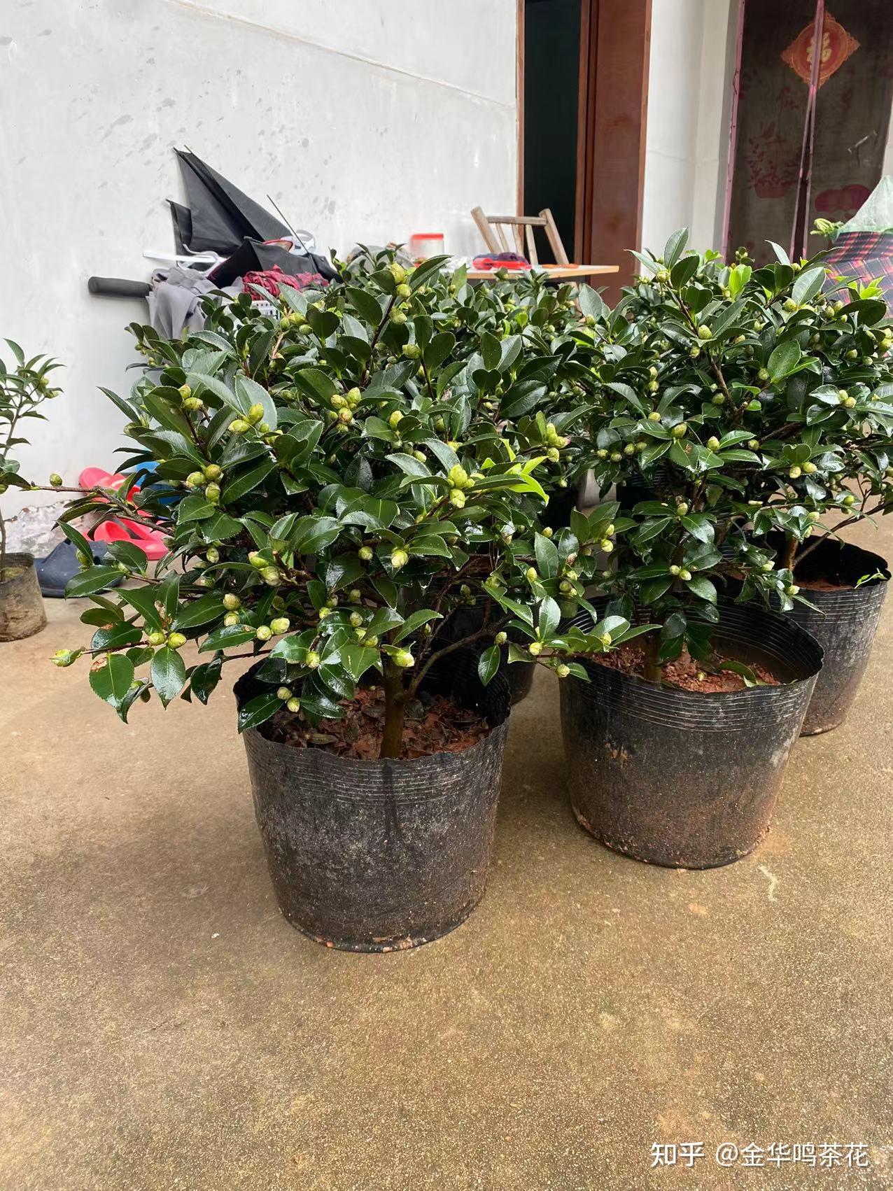 茶梅盆景等四季茶花