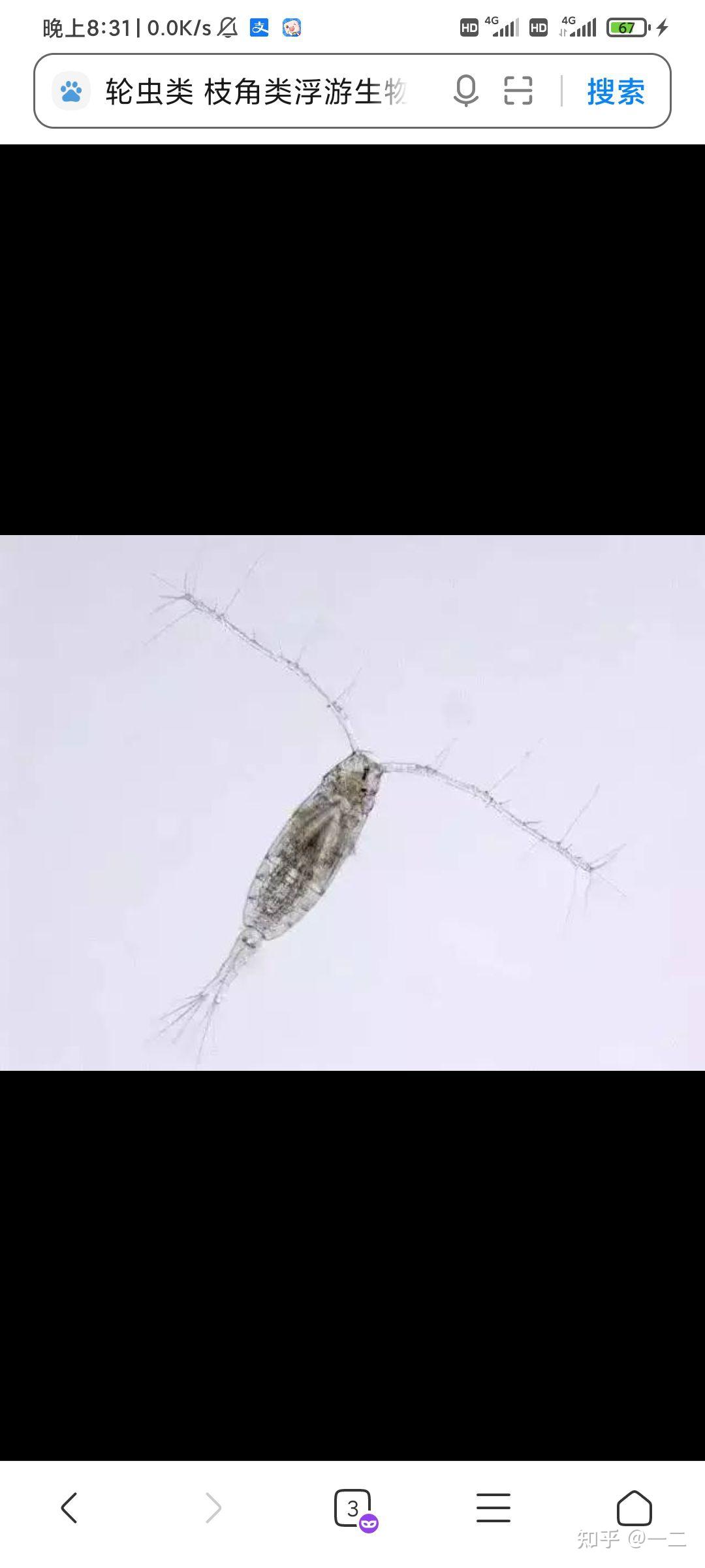 轮虫类枝角类浮游生物 - 知乎