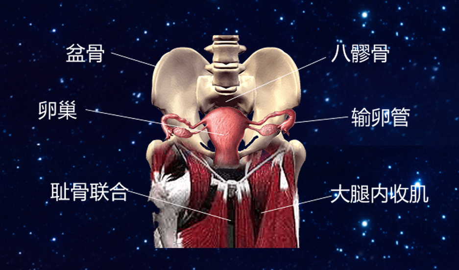 子宫卵巢的筋膜都是汇集于耻骨联合,盆骨边缘,青春肌,这三个部位筋膜
