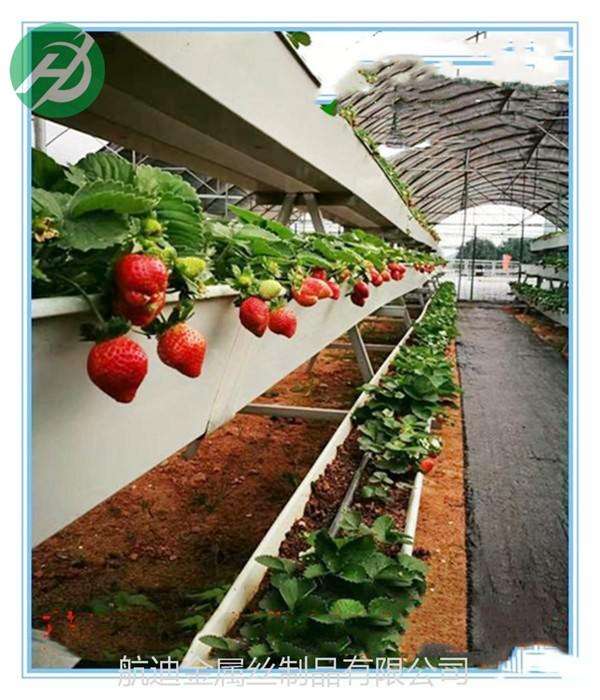 草莓是怎样在空中栽培的 知乎