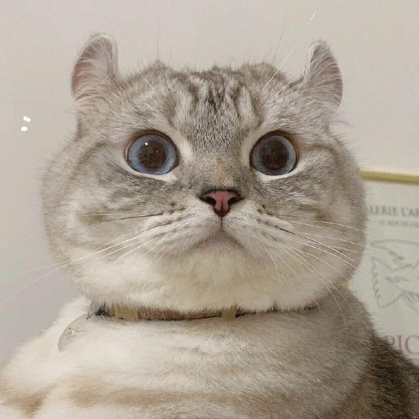 多种动物头像 - 知乎