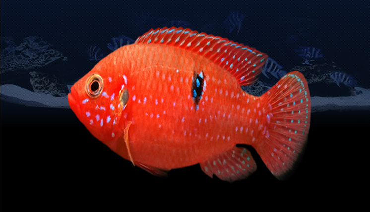 最适合观赏鱼新手的热带宠物鱼,除了斗鱼,就数红宝石鱼了!