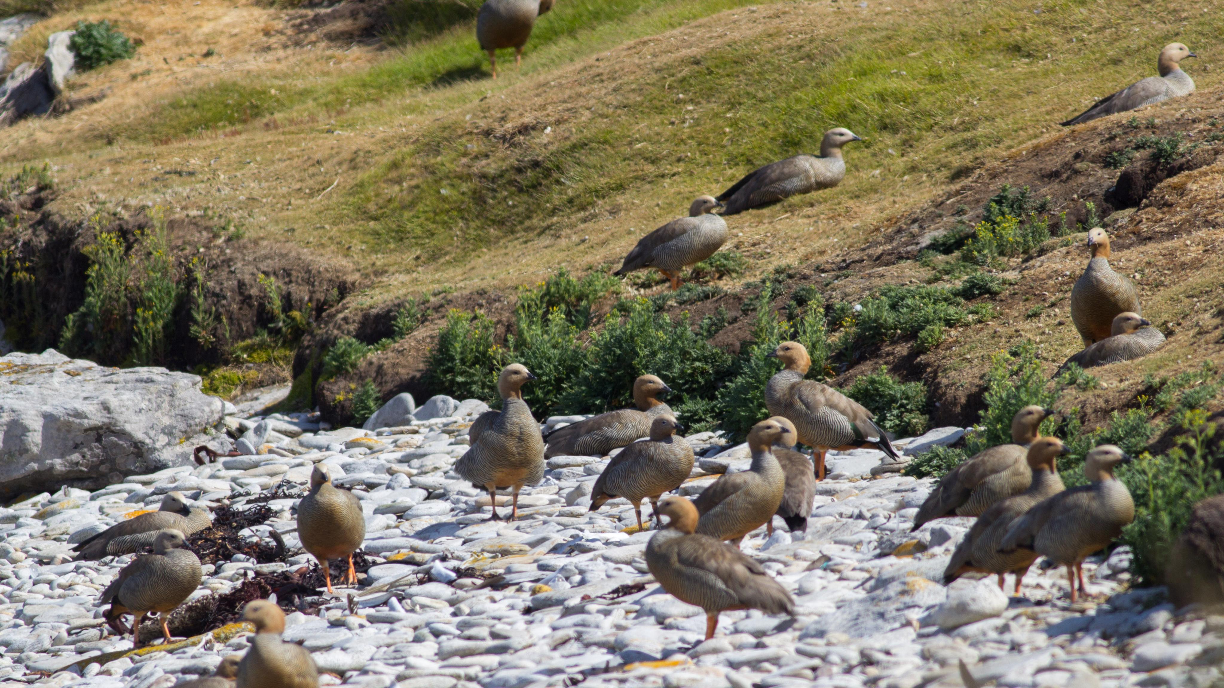 我只能用一点点时间看路,更多的注意力要被草地上的活物分散,那里不