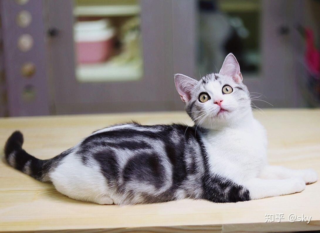 美短虎斑 起司 - 知乎
