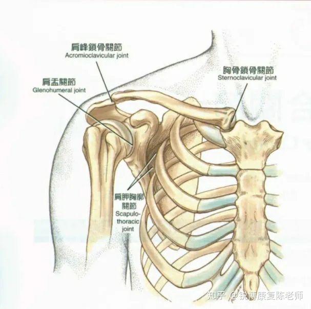 肩关节复合体图片图片