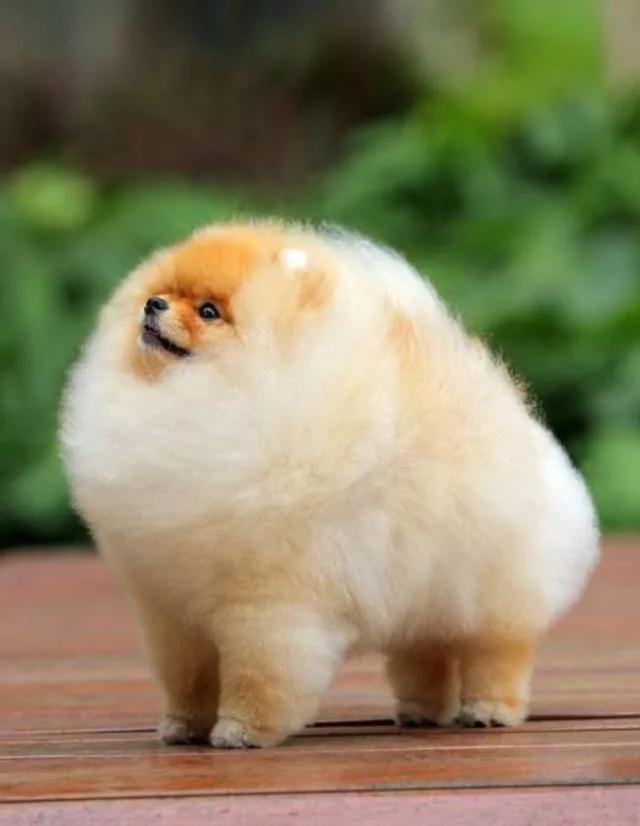 毛球型迷你犬博美真的炒鸡美腻