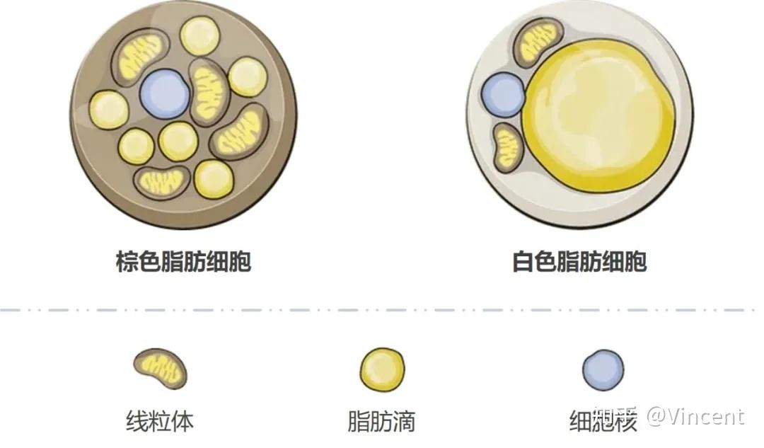 你需要好色的脂肪组织