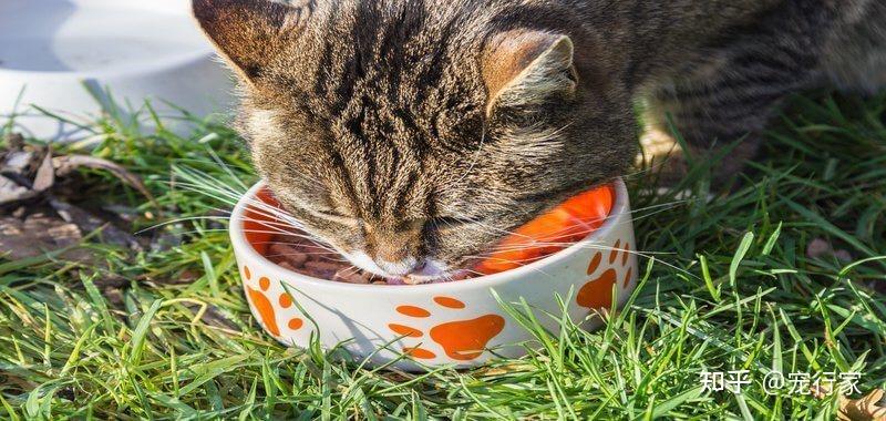 盛满猫粮的饭碗,一次性给猫喂食,竟是更好的做法? - 知乎