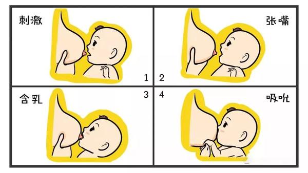 婴儿正确含奶图解图片