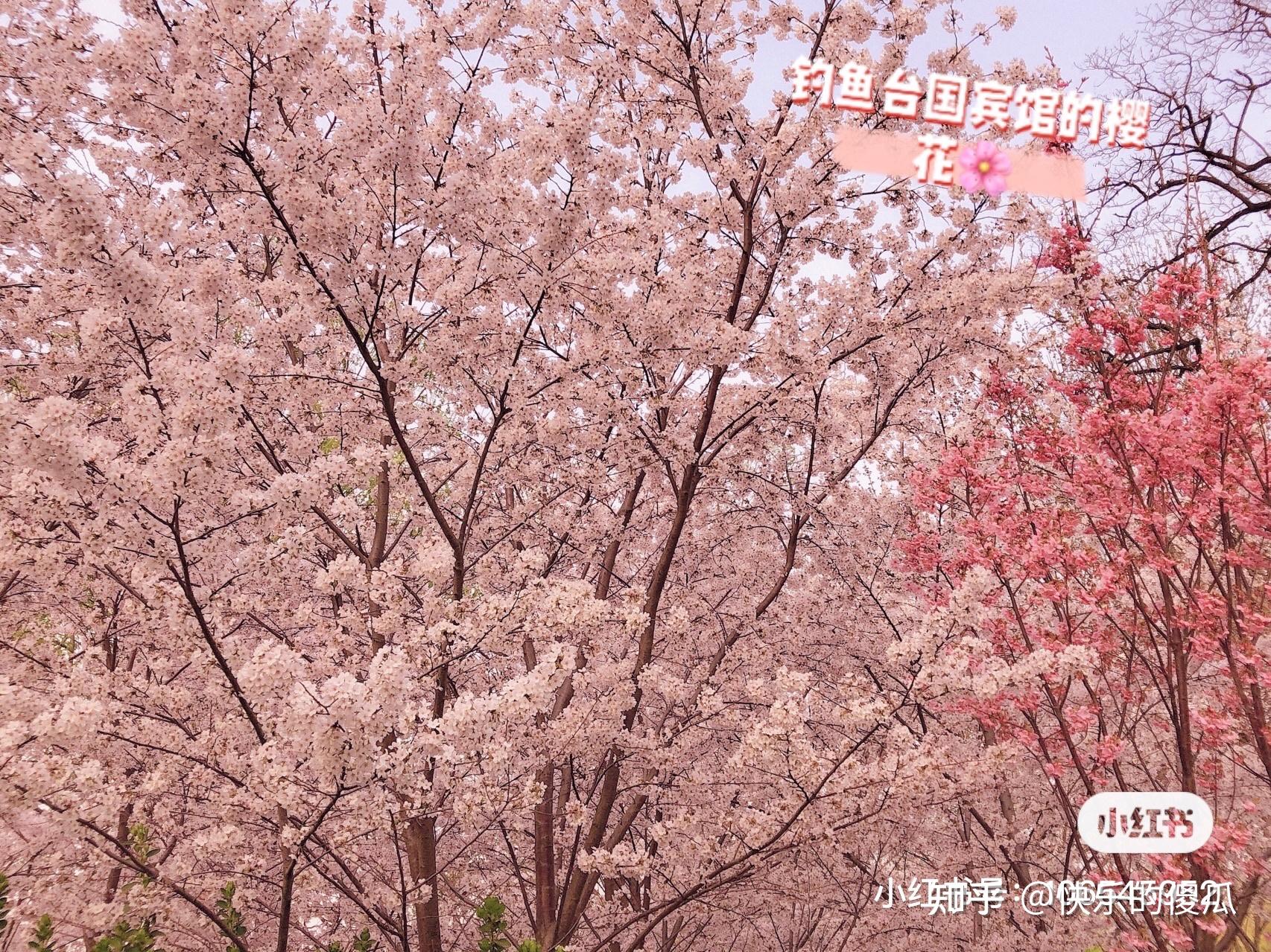 北京玉渊潭公园多种樱花次第开放
