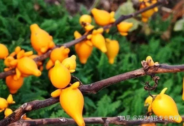 花艺中常见的10种果材介绍~ - 知乎