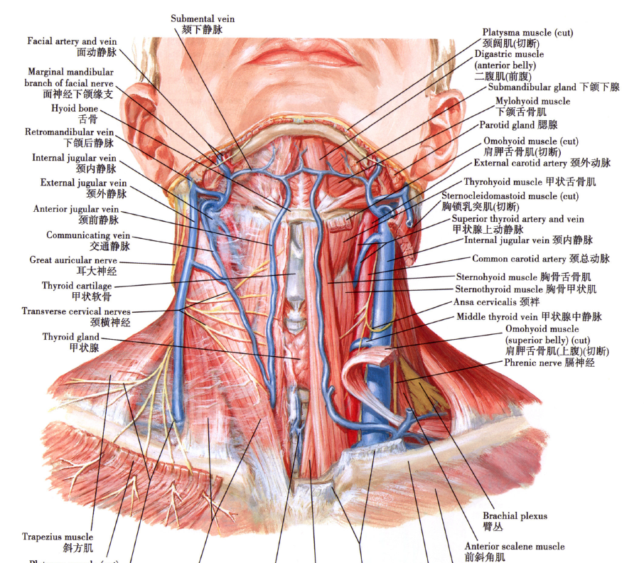 颈部结构图解剖图高清图片