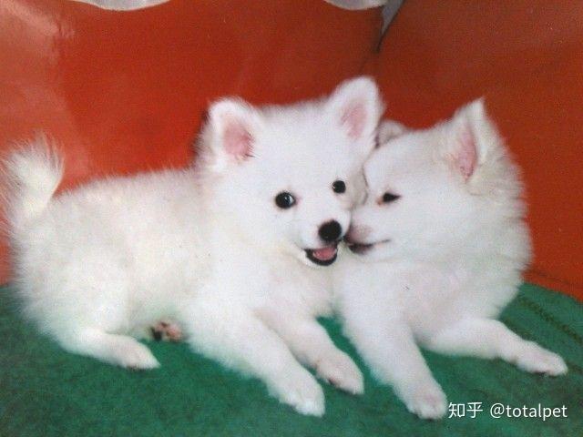 你分得清银狐和萨摩耶吗? - 知乎