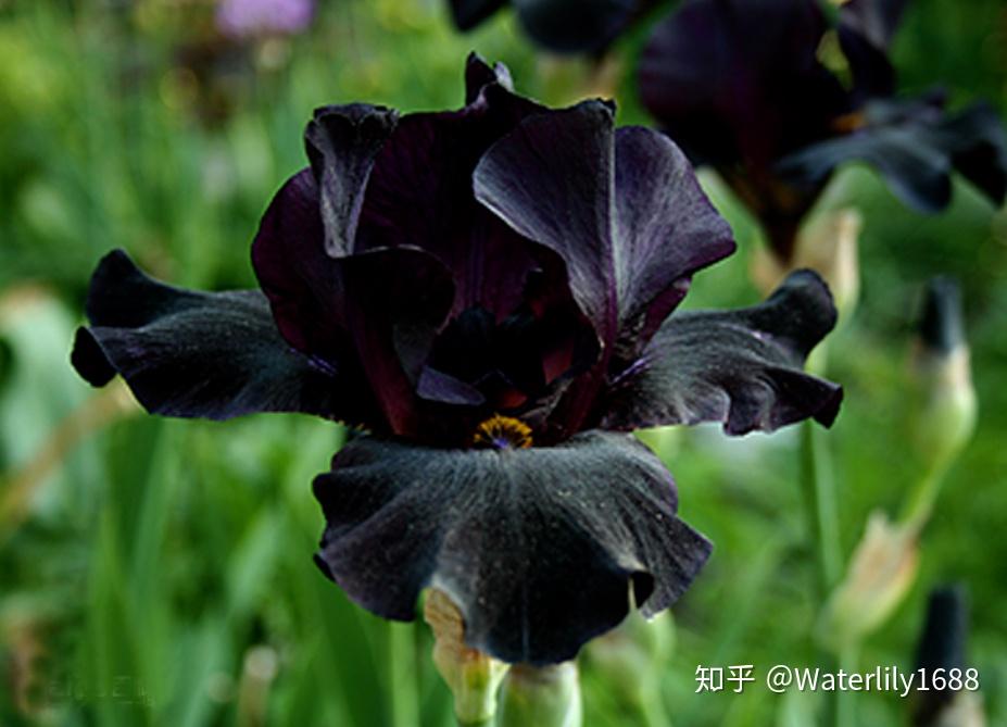 全球几千万种植物,只有8种开黑色花,你知吗?